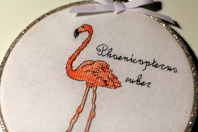 Flamingo: Phoenicopterus ruber