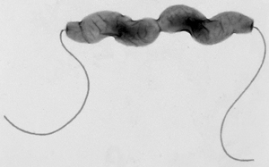 Campylobacter - taken from: http://www.bbsrc.ac.uk/news/food-security/2013/130130-pr-campylobacters-sat-nav.aspx